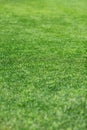 Beautiful green grass texture Royalty Free Stock Photo