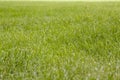 Beautiful green grass texture Royalty Free Stock Photo