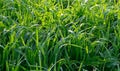 Beautiful green grass texture, abstract blurred natural background. meadow grass with drops dew close up Royalty Free Stock Photo