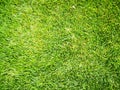 Beautiful Green Grass Texture, Perfect Autumn Natural Grass Royalty Free Stock Photo