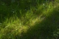 Beautiful green grass to the footpath.