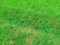 Beautiful Green Grass in the village Royalty Free Stock Photo