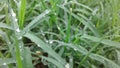 Beautiful green grass where rain drops fell Royalty Free Stock Photo