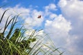 Beautiful green grasses and dragonfly flying above the grasses against the blue cloudy sky. Royalty Free Stock Photo