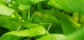 Beautiful green grasshopper close up