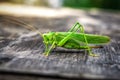 A beautiful green Grasshopper Locust with details