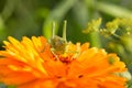 A beautiful green grasshopper sitting on a calendula. Insect resting on a flower. English marigold closeup. Royalty Free Stock Photo