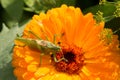 A beautiful green grasshopper sitting on a calendula. Insect resting on a flower. English marigold closeup. Royalty Free Stock Photo