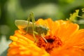 A beautiful green grasshopper sitting on a calendula. Insect resting on a flower. English marigold closeup. Royalty Free Stock Photo