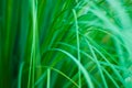 Beautiful green grassy abstract background