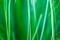 Beautiful green grassy abstract background