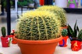 Beautiful Green Gymnocalycium cactus on pot in garden, shop, flower supermarket. Round cactus - plant for home, interior Royalty Free Stock Photo