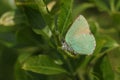 A beautiful Green Hairstreak Butterfly, Callophrys rubi, perched on a leaf. Royalty Free Stock Photo