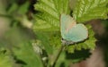 A stunning Green Hairstreak Butterfly Callophrys rubi perching on a leaf. Royalty Free Stock Photo