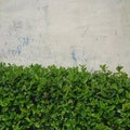 Beautiful green hedgerows, taken close