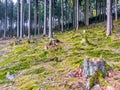 Beautiful green hill with lots of trees in a forest landscape of germany Wasserfall Royalty Free Stock Photo