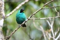 Beautiful Green Honeycreeper Chlorophanes spiza male perched o Royalty Free Stock Photo