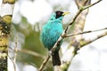 Beautiful Green Honeycreeper Chlorophanes spiza male perched o Royalty Free Stock Photo