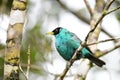 Beautiful Green Honeycreeper Chlorophanes spiza male perched o Royalty Free Stock Photo