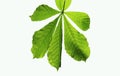 Horse Chestnut Leaf On White Background Royalty Free Stock Photo