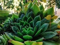 Beautiful green houseleek in the home garden Royalty Free Stock Photo