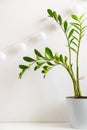 Beautiful green houseplant Zamioculcas in white pot on shelf on white background