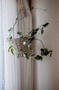 Beautiful green Hoya plant, wax plant, wax flower, wax vine in a woven hanging basket in front of a window. Basket is hanging from Royalty Free Stock Photo