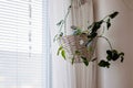 Beautiful green Hoya plant, wax plant, wax flower, wax vine in a woven hanging basket in front of a window. Basket is hanging from Royalty Free Stock Photo