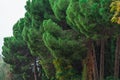 Beautiful green huge coniferous trees growing in wood