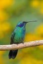 Beautiful green hummingbird with blue face. Green Violet-ear, Colibri thalassinus, Hummingbird with green leave in natural habitat