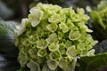 Beautiful green Hydrangea Hydrangea macrophylla blooming flowers Royalty Free Stock Photo