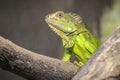 The beautiful green Iguana