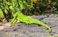 Beautiful green Iguana Royalty Free Stock Photo