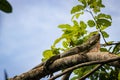 Beautiful Green Iguana (Iguana Iguana) in a tree in Cahuita National Park (Costa Rica) Royalty Free Stock Photo