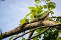 Beautiful Green Iguana (Iguana Iguana) in a tree in Cahuita National Park (Costa Rica) Royalty Free Stock Photo