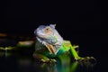 Beautiful green iguana Royalty Free Stock Photo