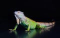 Beautiful green iguana Royalty Free Stock Photo