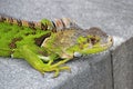 Beautiful Green Iguana on a pier, Florida, USA Royalty Free Stock Photo