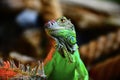 Beautiful green iguana sits on a tree Royalty Free Stock Photo