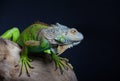 Beautiful green iguana Royalty Free Stock Photo