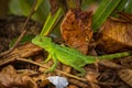 Beautiful Green Iguana (Iguana Iguana) in a tree in Cahuita National Park (Costa Rica) Royalty Free Stock Photo