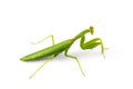 Beautiful green insect European Mantis or Praying Mantis isolate Royalty Free Stock Photo