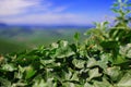 Beautiful green ivy creeping