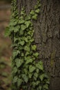 Beautiful green ivy grown on tree bark with gorgeous texture