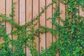 Beautiful Green ivy leaves climbing on wooden wall. wood planks covered by green leaves. Royalty Free Stock Photo