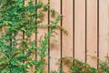 Beautiful Green ivy leaves climbing on wooden wall. wood planks covered by green leaves. Royalty Free Stock Photo