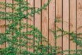 Beautiful Green ivy leaves climbing on wooden wall. wood planks covered by green leaves. Royalty Free Stock Photo