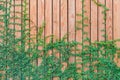 Beautiful Green ivy leaves climbing on wooden wall. wood planks covered by green leaves. Royalty Free Stock Photo