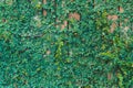 Beautiful Green ivy leaves climbing on wooden wall. wood planks covered by green leaves. Royalty Free Stock Photo