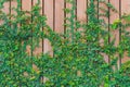 Beautiful Green ivy leaves climbing on wooden wall. wood planks covered by green leaves. Royalty Free Stock Photo